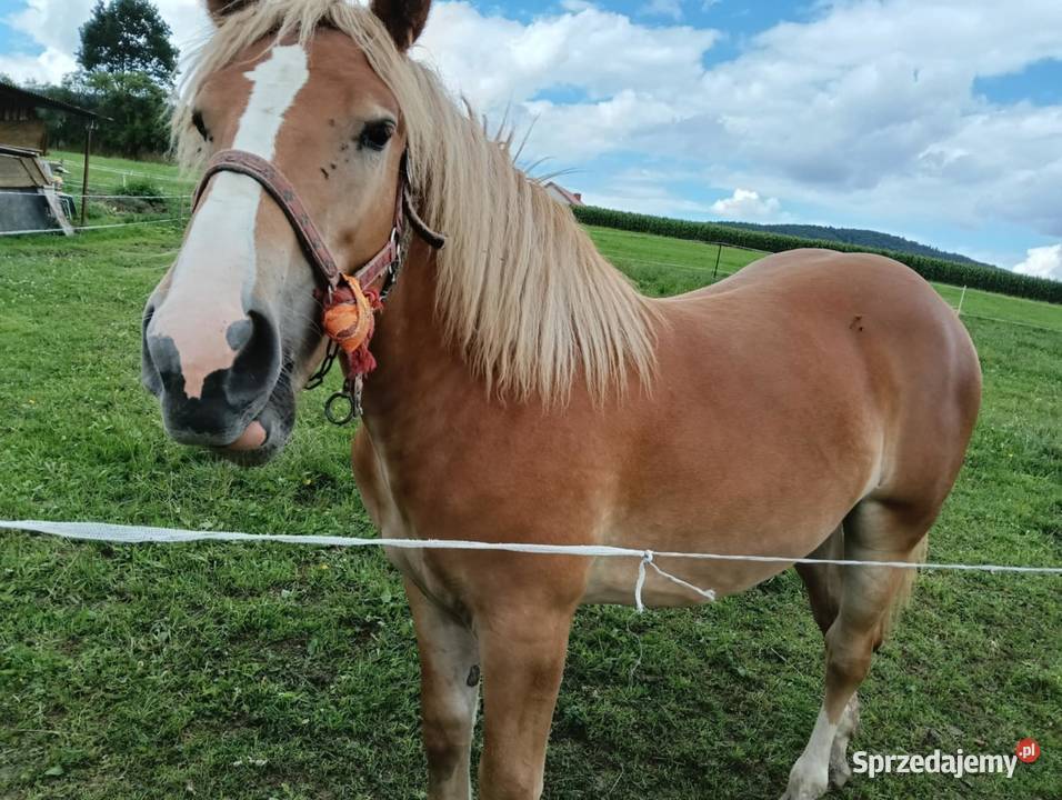 Sprzedam żrebicę zimnokrwistą Pogorzany