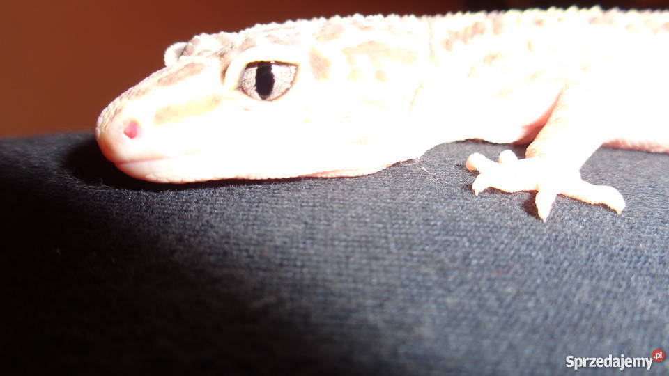 Gekon Lamparci Bielsko-Biała