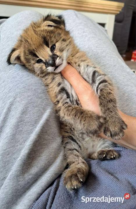 Dostępne kocięta serwala i savannah z karakalem Lublin