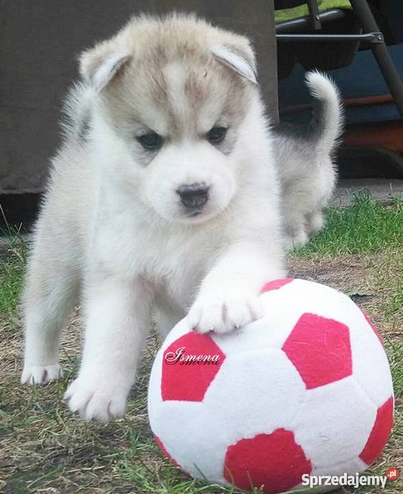 SZCZENIAKI Siberian HuskyPLATYNOWEsuczki Ruda Śląska