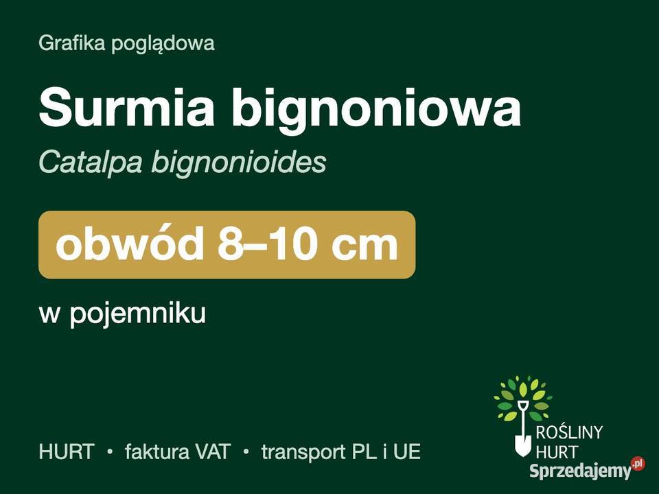Surmia bignoniowa obwód 810 w pojemniku HURT wielkopolskie