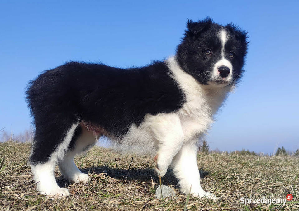 Piękny rasowy pies Border Collie z Hodowli pełna Iwonicz