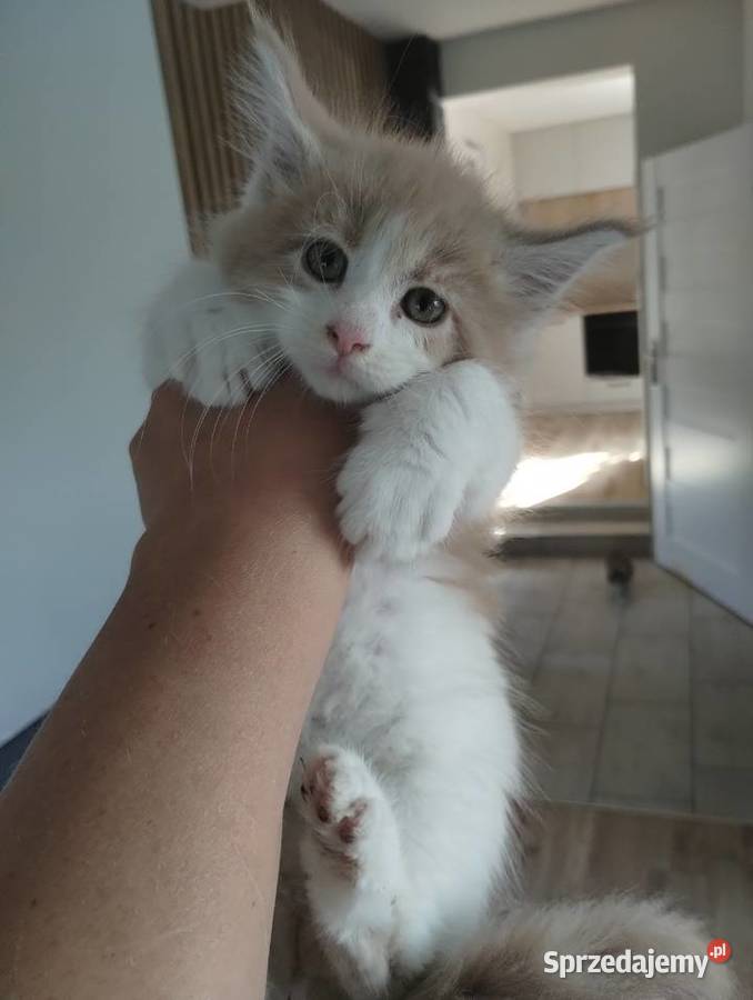 Kocurki kremowe z białym Karszanek sprzedam