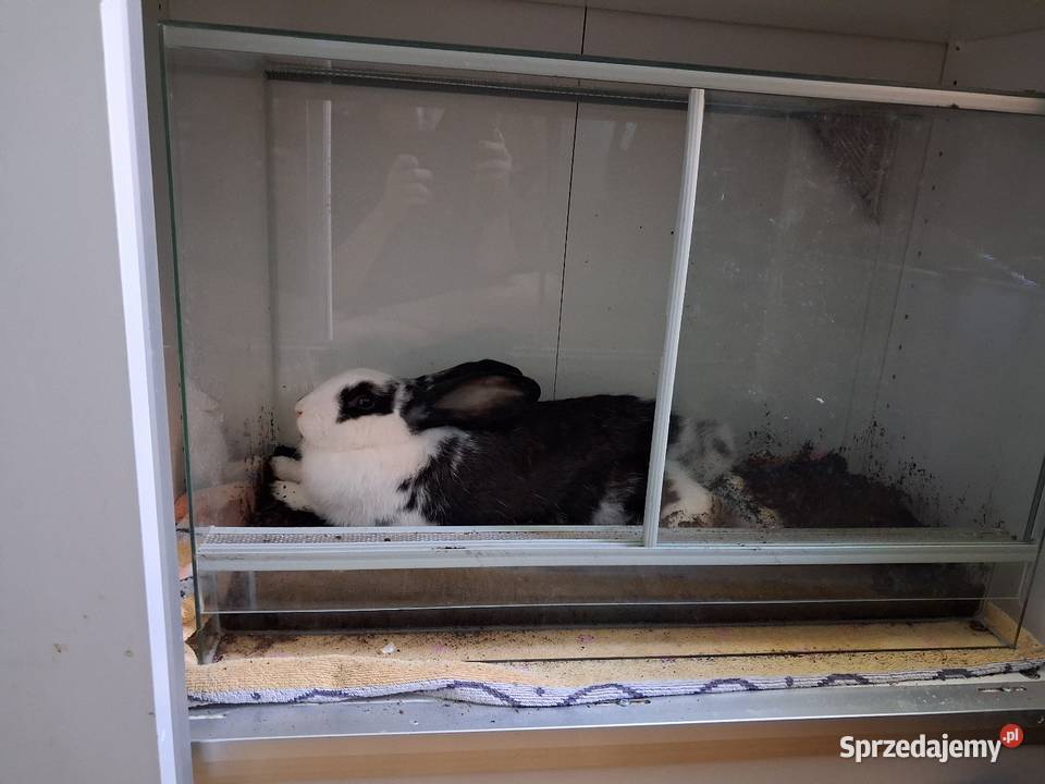 Królik samiczka oswojona mazowieckie Warszawa