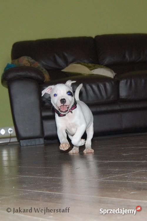 Staffiki szczenięta staffordshire bull terrier pomorskie Wejherowo