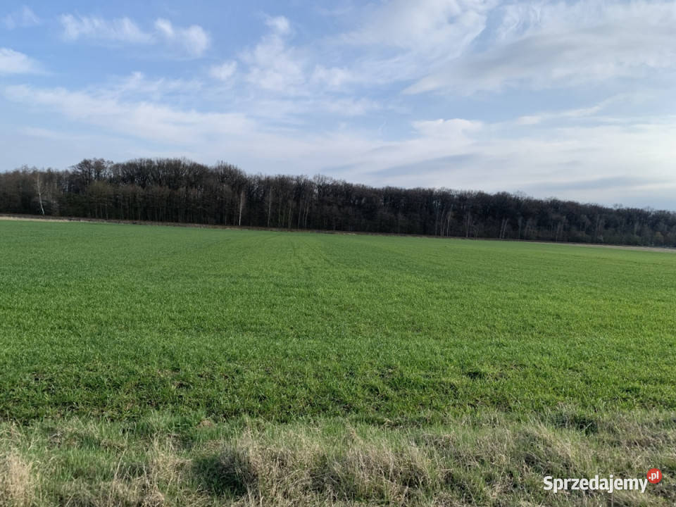 Działki rolne w Pątnowie Legnickim Pątnów Legnicki