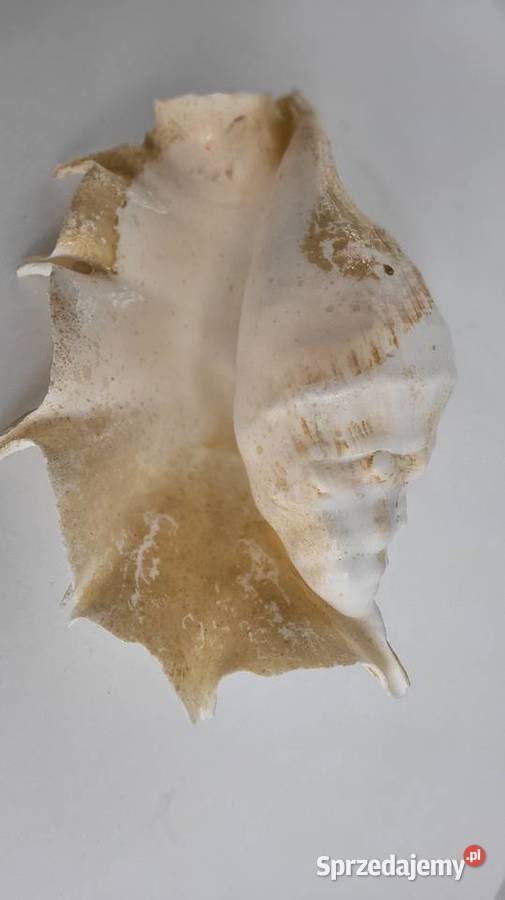 Duża muszla Ciechanowiec