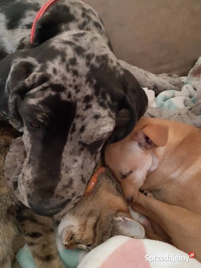 Oddam doga 4 miesiące z rodowodem wielkopolskie Kleczew