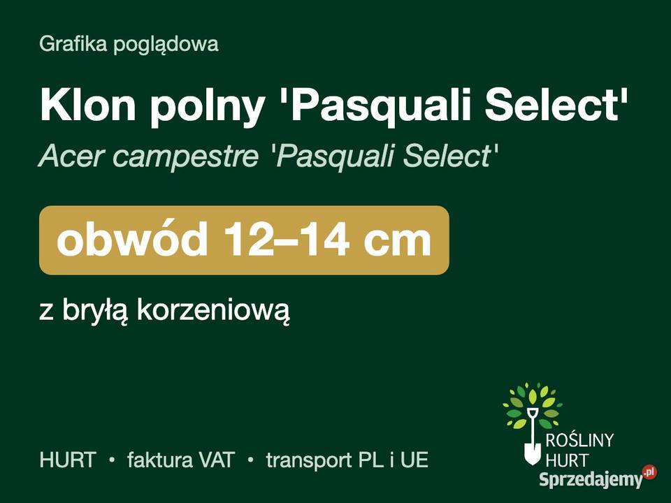 Klon polny Pasquali Select obwód 1214 z bryłą sprzedam