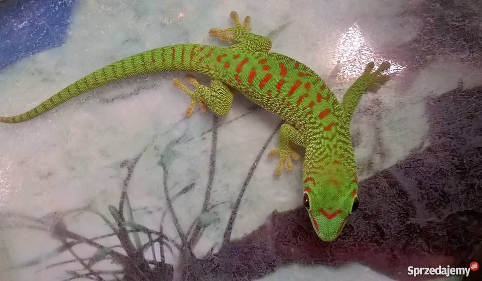 FelsumyFelsuma Madagaskarska Grandis nie agama Warszawa