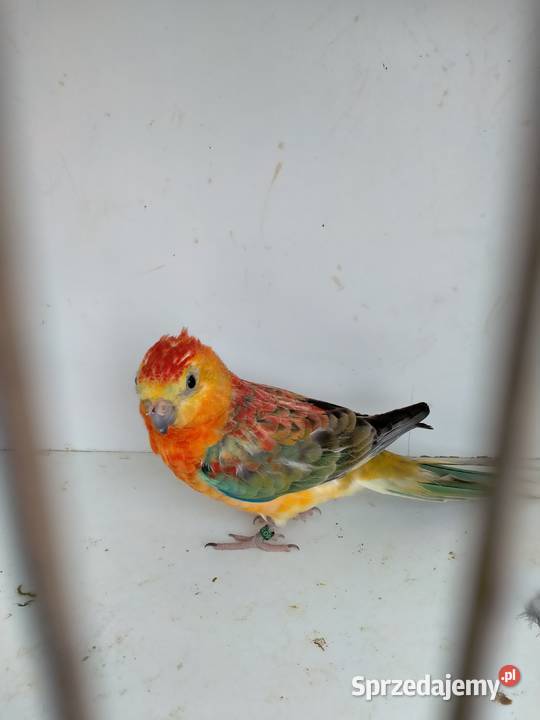 Świergotki Oranżowe