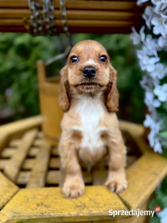 Cudowna sunia Cocker Spaniel Angielski złota z Kraków sprzedam
