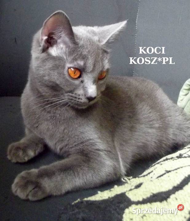 Koty KartuskieChartreux amatorska hodowla KOCI Warszawa sprzedam