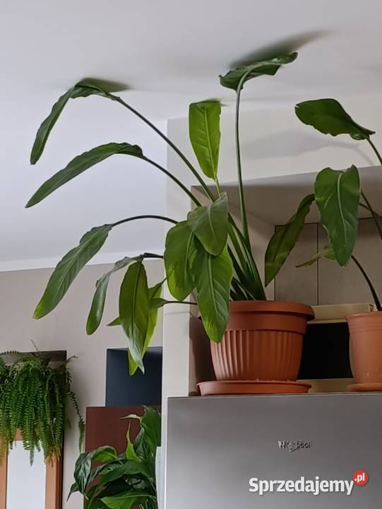 skrzydłokwiat sprzedam Poznań