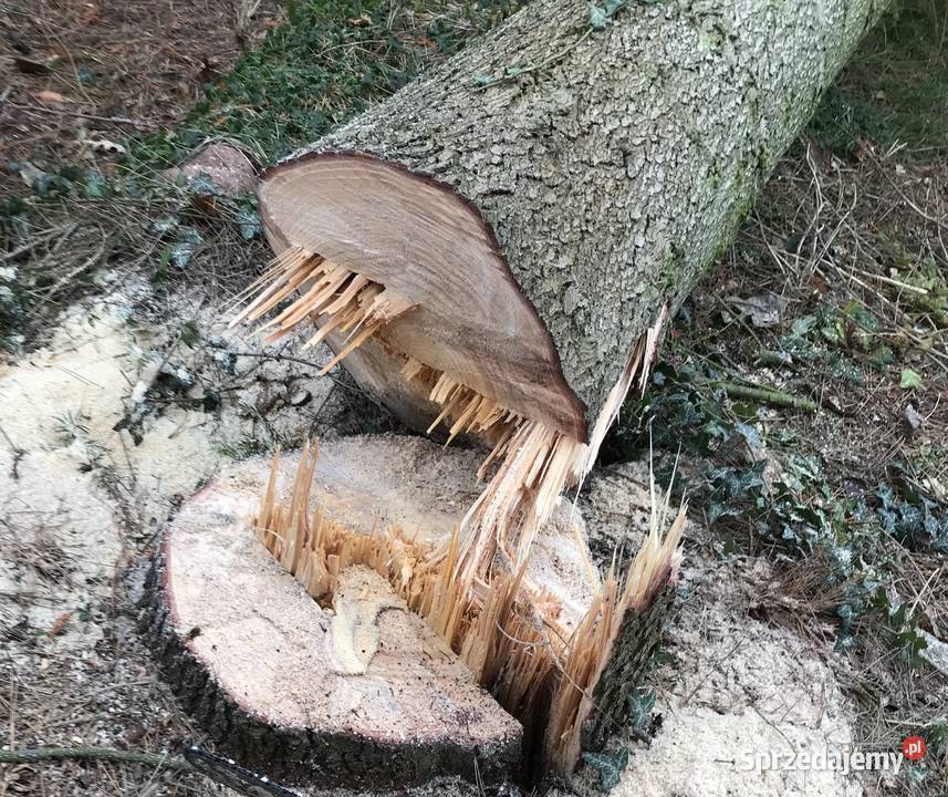 Sprzedam drzewo sosna jodła na opał na deski mazowieckie Michałowice sprzedam
