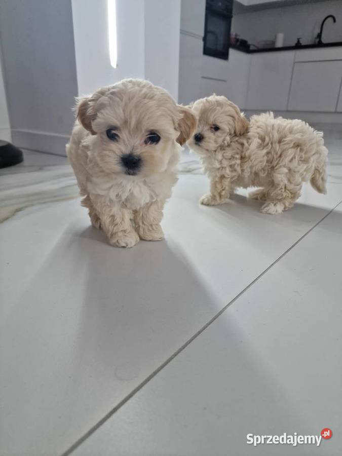 Xxs maltipoo mamusi 2 tatuś FCI wyjątkowe Jasło