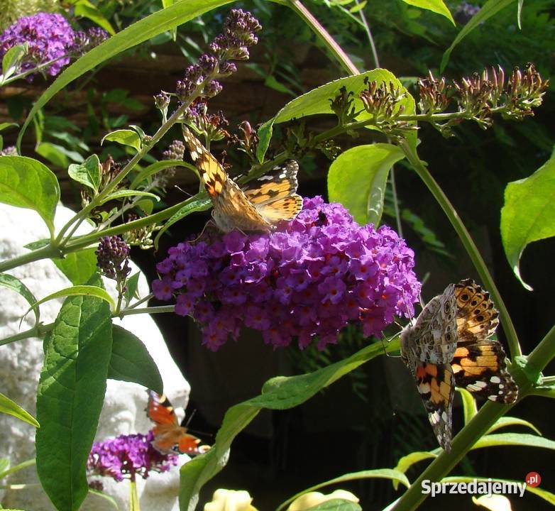 Budleja x2 kwiat motyli świetny podkarpackie Przemyśl sprzedam