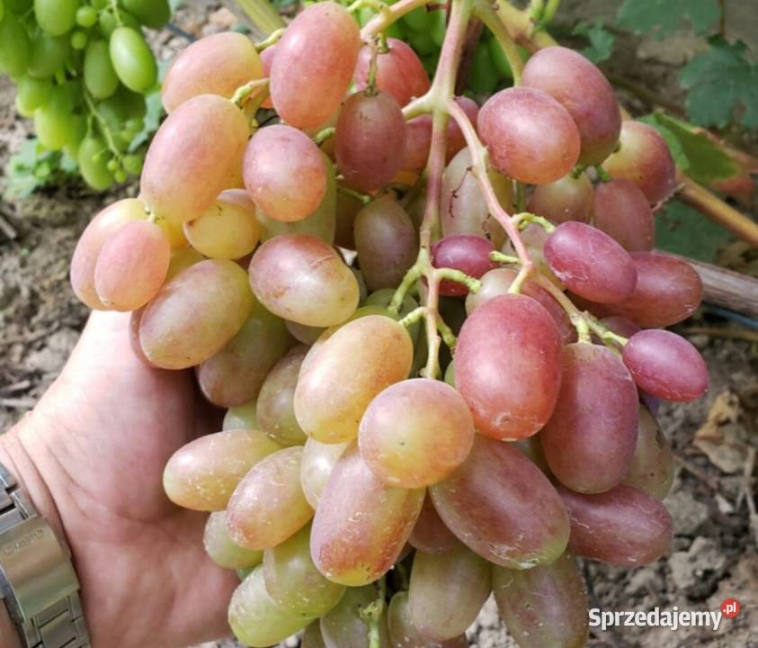 Sadzonki winorośli deserowych Świdnik