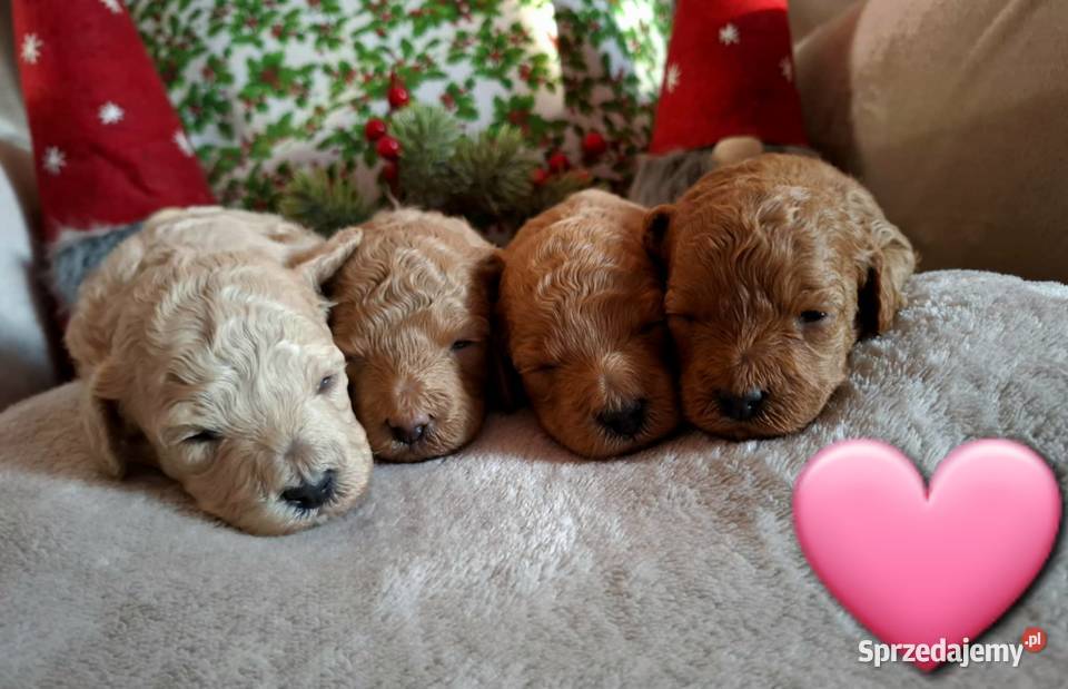 Pudel Pudelek Pudle miniatura małopolskie Olkusz