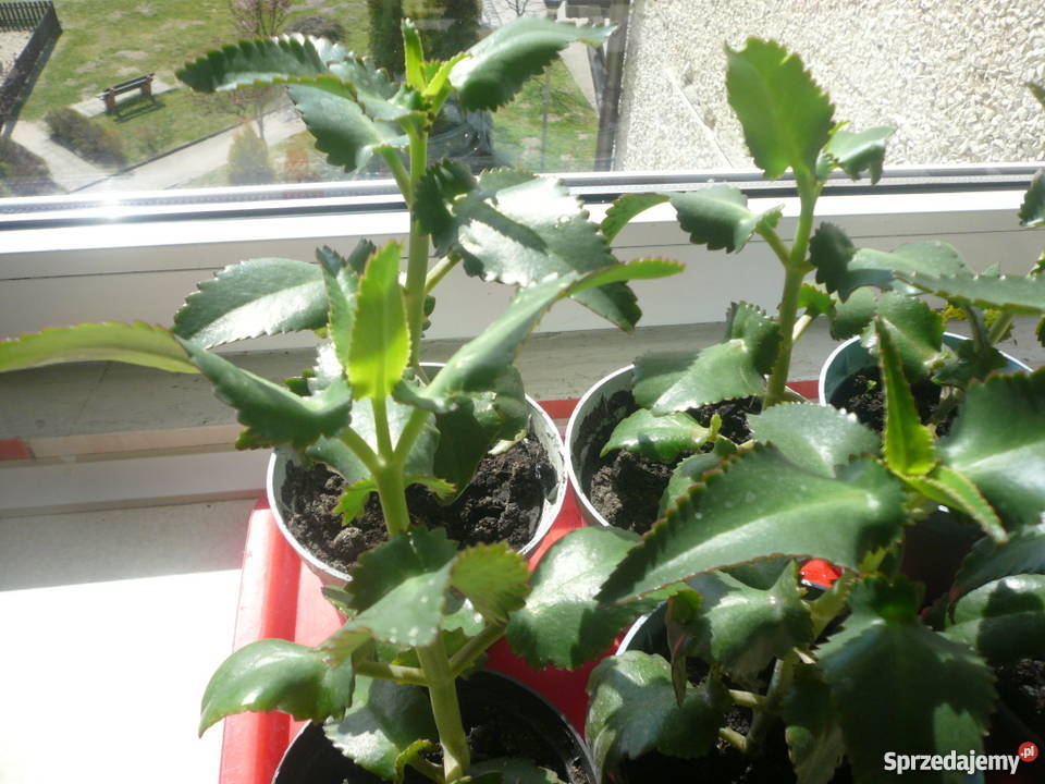 Piękna żyworódka pierzasta lecznicza rośliny wys Kołobrzeg sprzedam