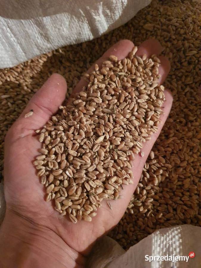 pszenica workowana 50 Zboża