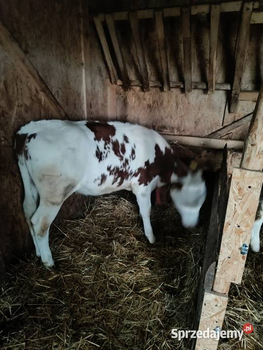 Sprzedam 2 jałówki małopolskie Wola Radłowska sprzedam