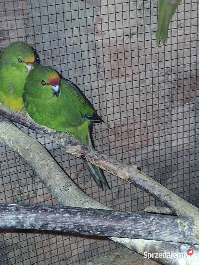 Modrolotki zoltoczepkowe Szubin sprzedam