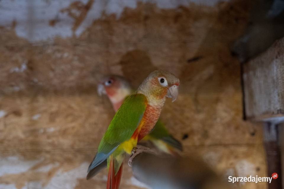 Papugi Rudosterki Red Face Para Chmielnik