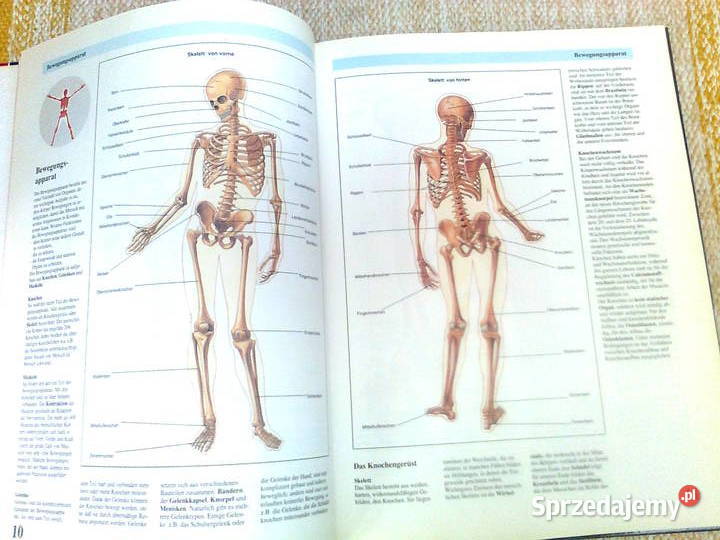 Die faszinierende Welt der ANATOMIE twarda Warszawa sprzedam