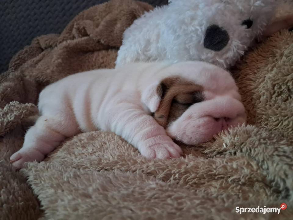 Buldog angielski Kielce