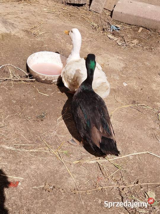 Sprzedam kaczkę kaczora Marysin