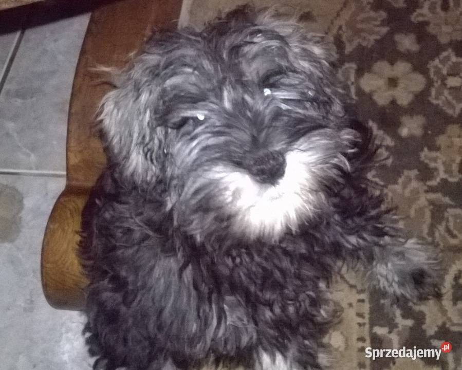 sznaucer miniaturowysznaucer miniatura Lubień Kujawski