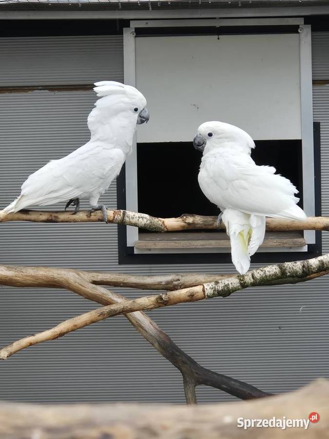 Kakadu alba para hodowlana Rakoniewice