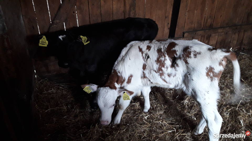 Byczki cielaki mięsne simental limousin Golub-Dobrzyń