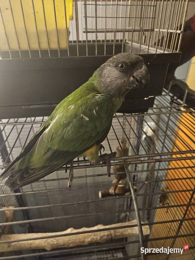 Afrykanka Senegalska Bydgoszcz sprzedam