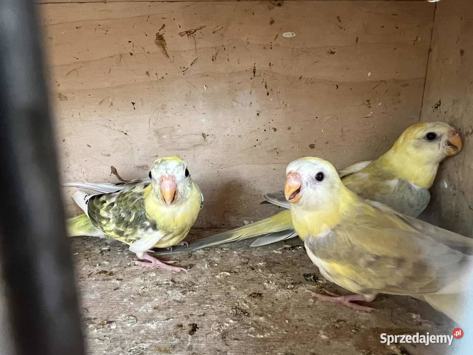 Świergoty Łopoń sprzedam