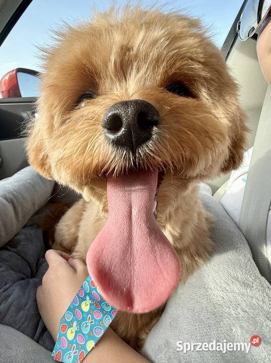 Piękny Uroczy Maltipoo reproduktor idealny Borówiec