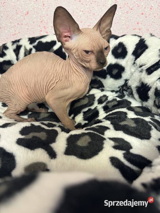 Sfinks dziewczynka Zabrze