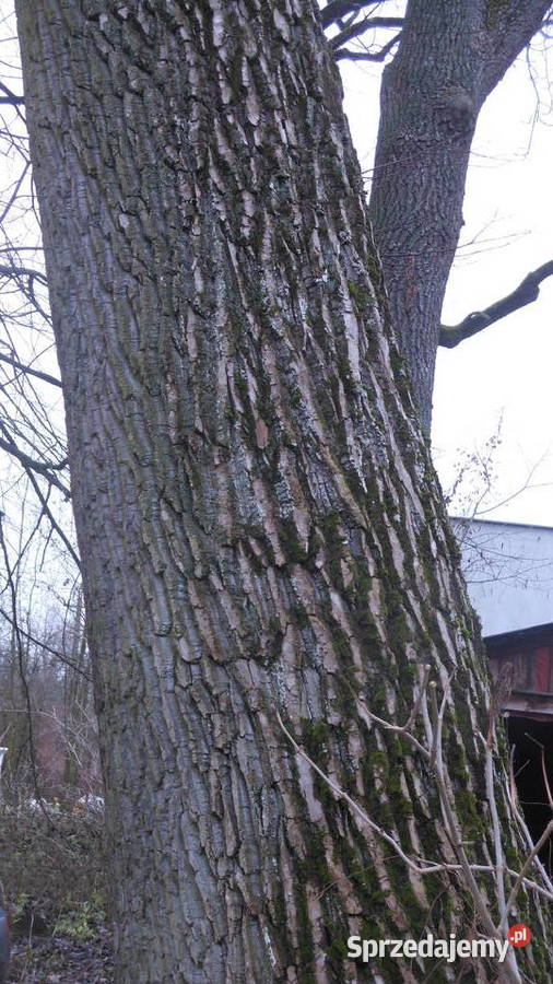 TOPOLA Obwód 487 wysokość 25 m Wasilków