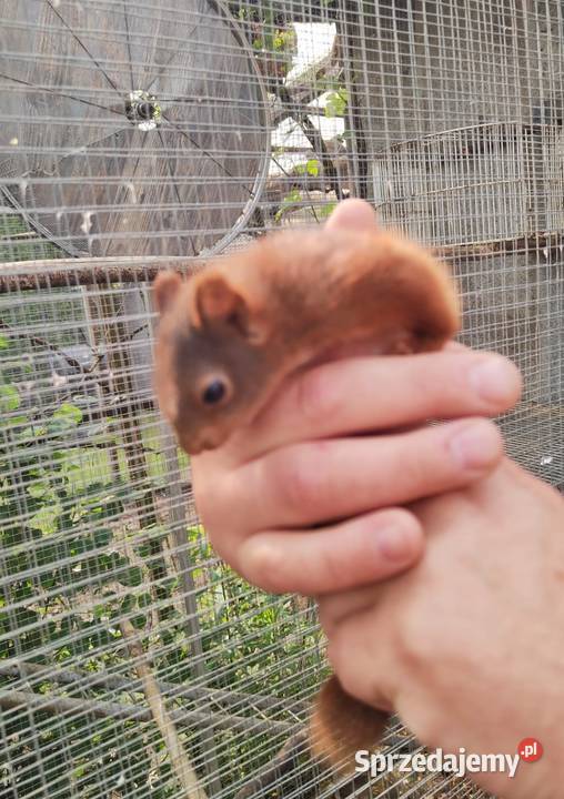 Japońskie wiewiorki Ptaki Złotów