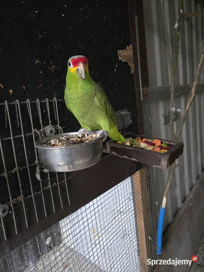 Amazonka żułtolica samiec Pturek