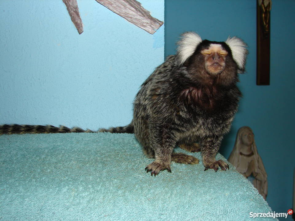 Małpka marmozeta Zwierzęta