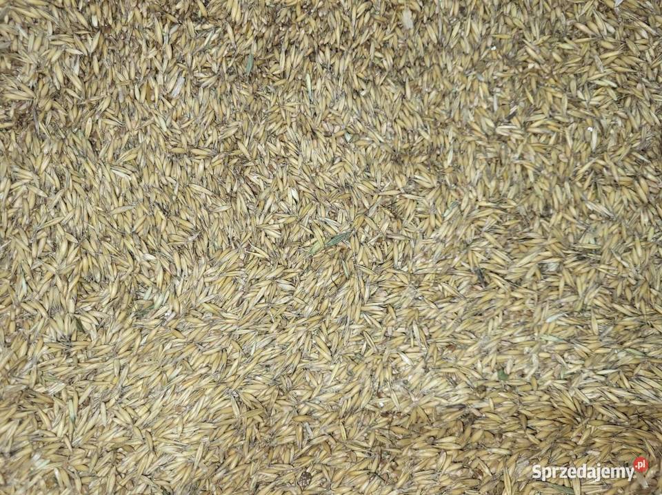 Owies Bingo zbiór 2025