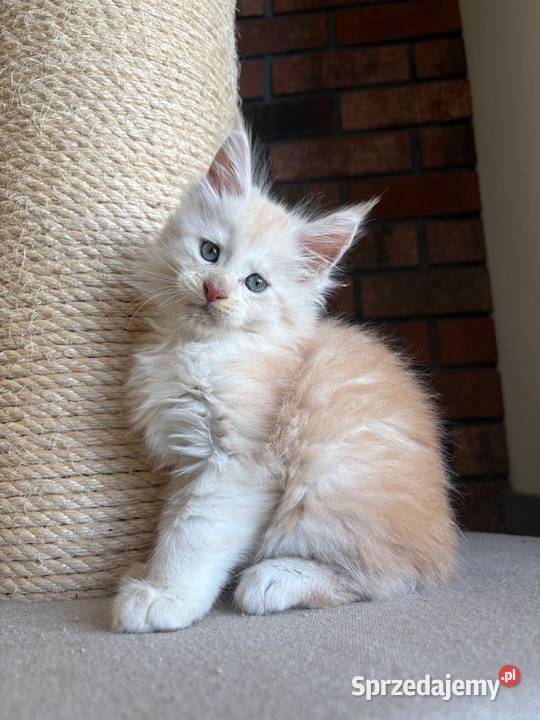 Maine Coon Oskar Szembruk