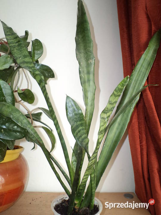 Sansewiera kwiat doniczkowy Warszawa sprzedam