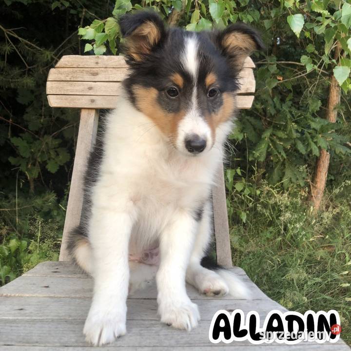 Alladin bajeczny sheltie tricolor pracujących warmińsko-mazurskie Pupki