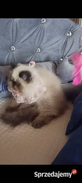 Dziewczynka himalajska rodowód fpl Katowice