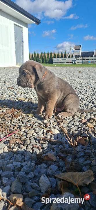 Cane Corso szczenieta rodowodowe błekitne i Bychawa