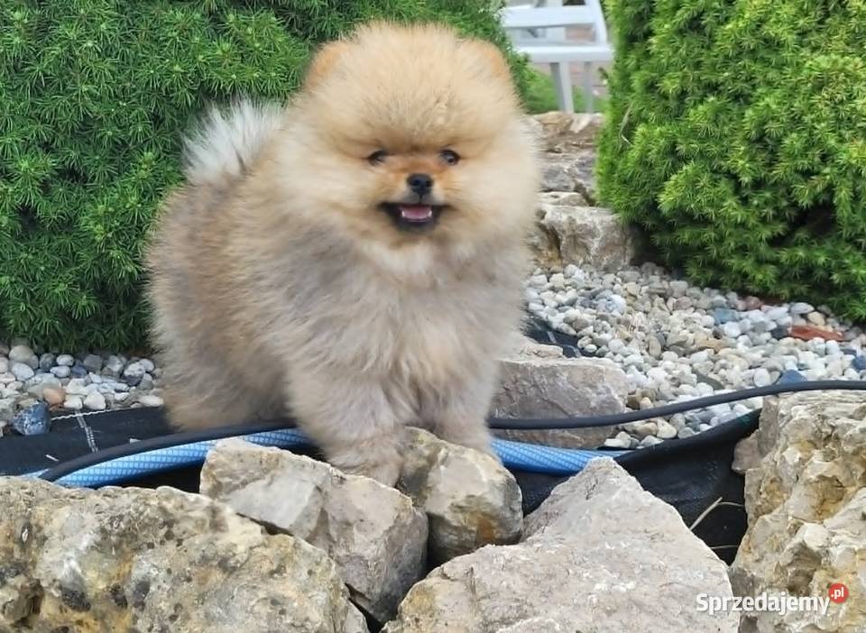 Piękne szczenięta szpic miniaturowy pomeranian Toszek