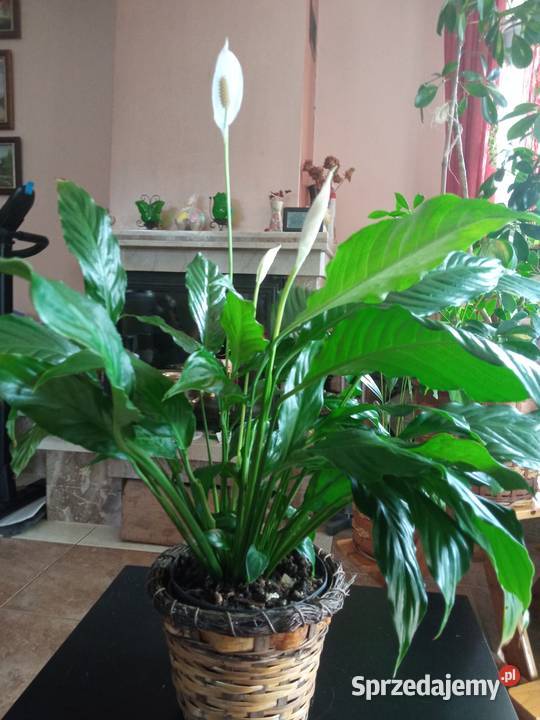 Skrzydłokwiat duży roślina domowa Nowy Sącz